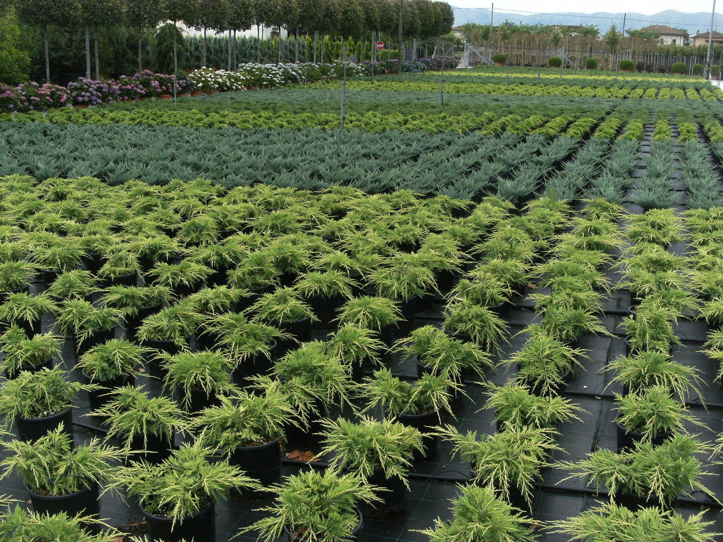 JUNIPERUS communis 'Green Carpet'