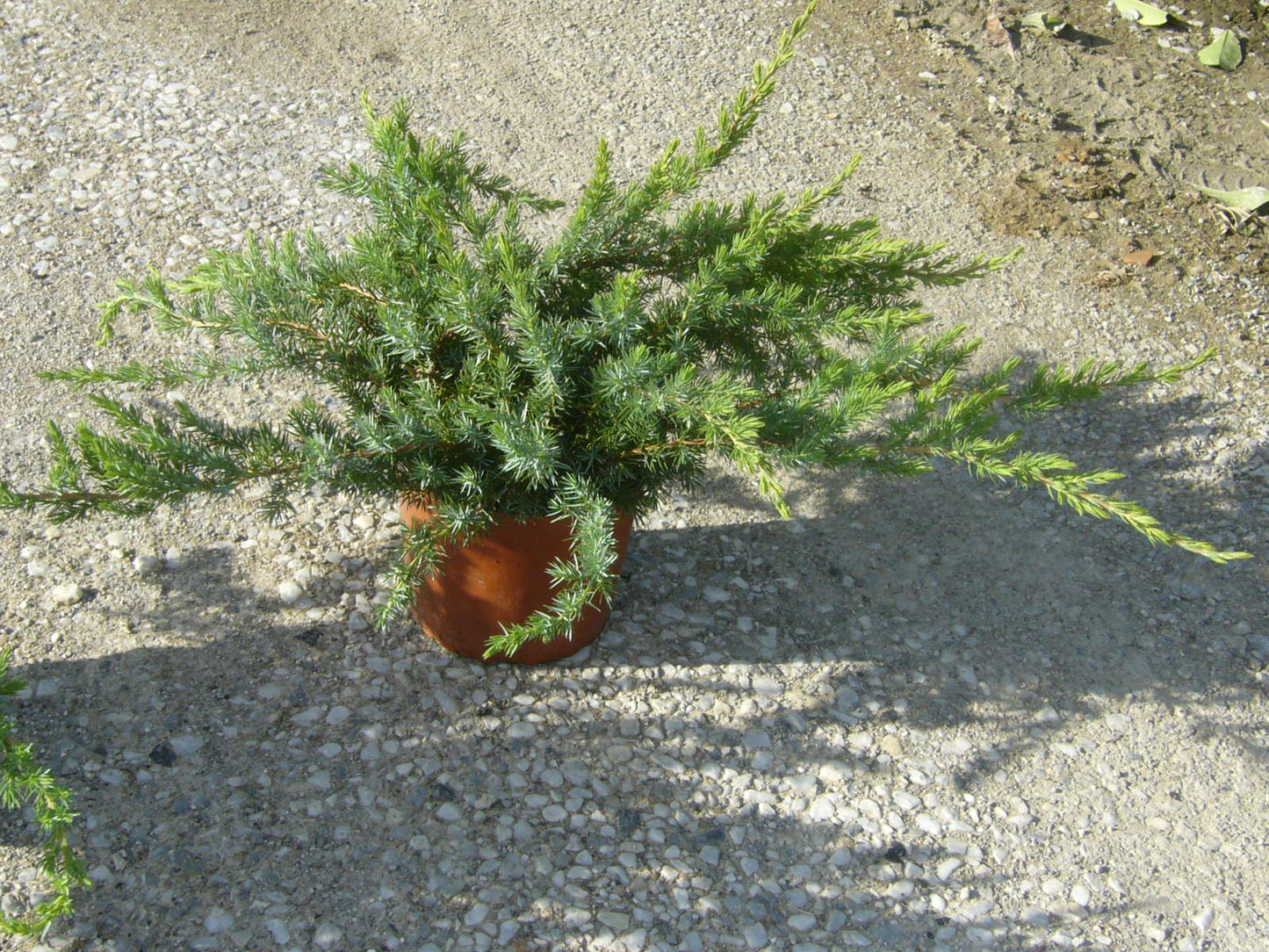 JUNIPERUS conferta 'Schlager'