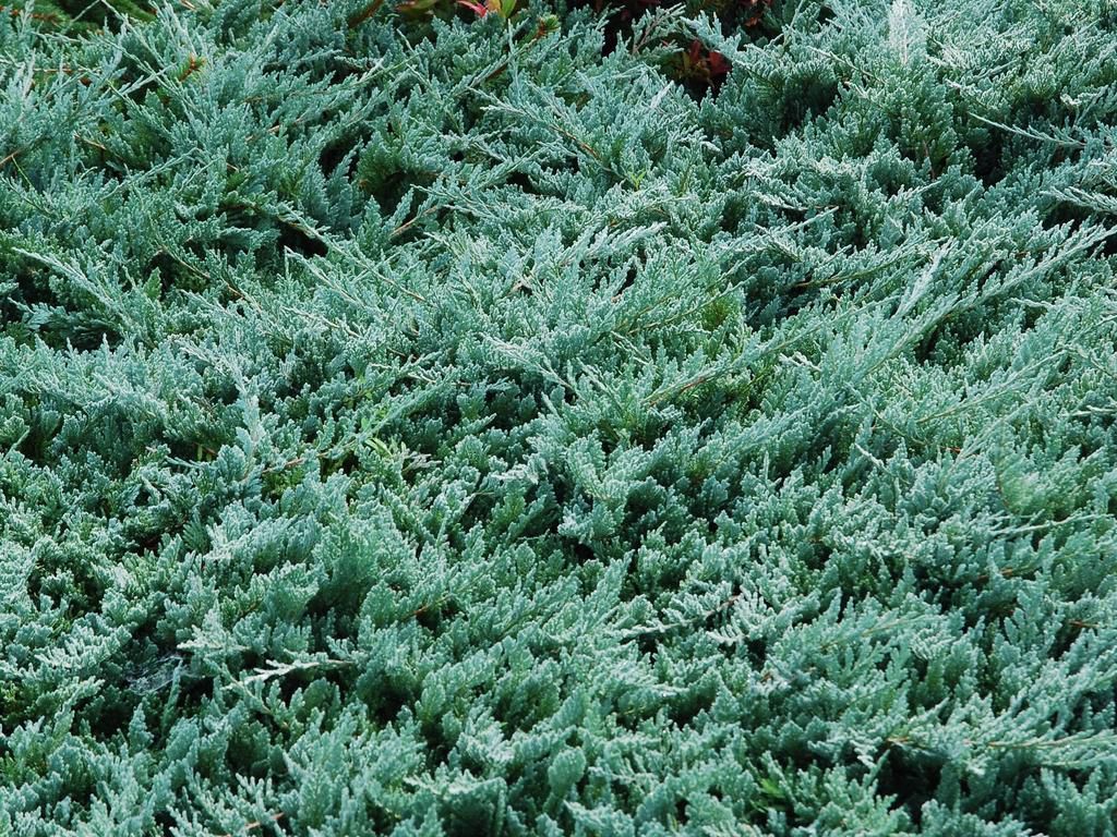 JUNIPERUS horizontalis 'Wiltonii'