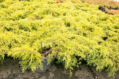 JUNIPERUS x pfitzeriana 'Mordigan Gold'