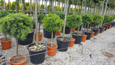 JUNIPERUS x pfitzeriana 'Old Gold'