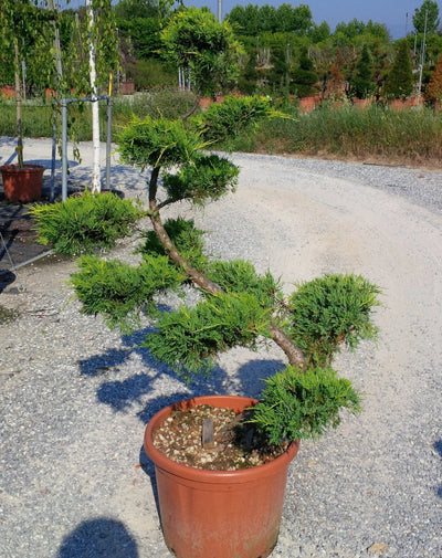 JUNIPERUS x pfitzeriana 'Pfitzeriana Aurea'