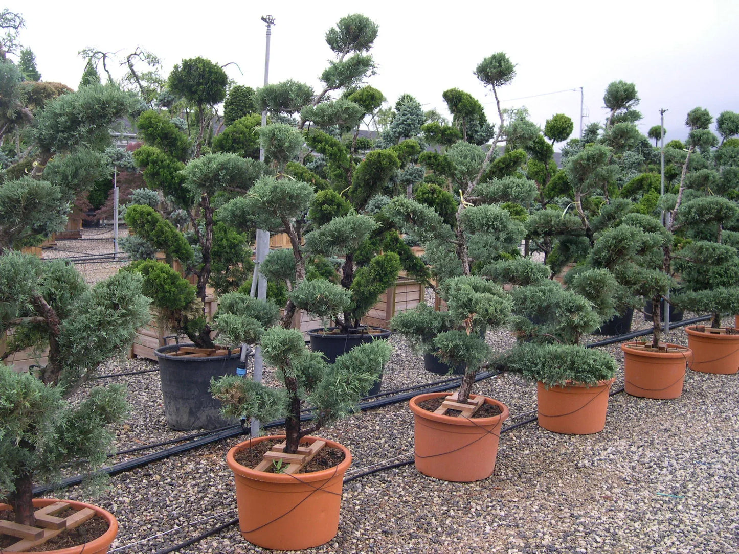 JUNIPERUS x pfitzeriana 'Pfitzeriana Glauca'