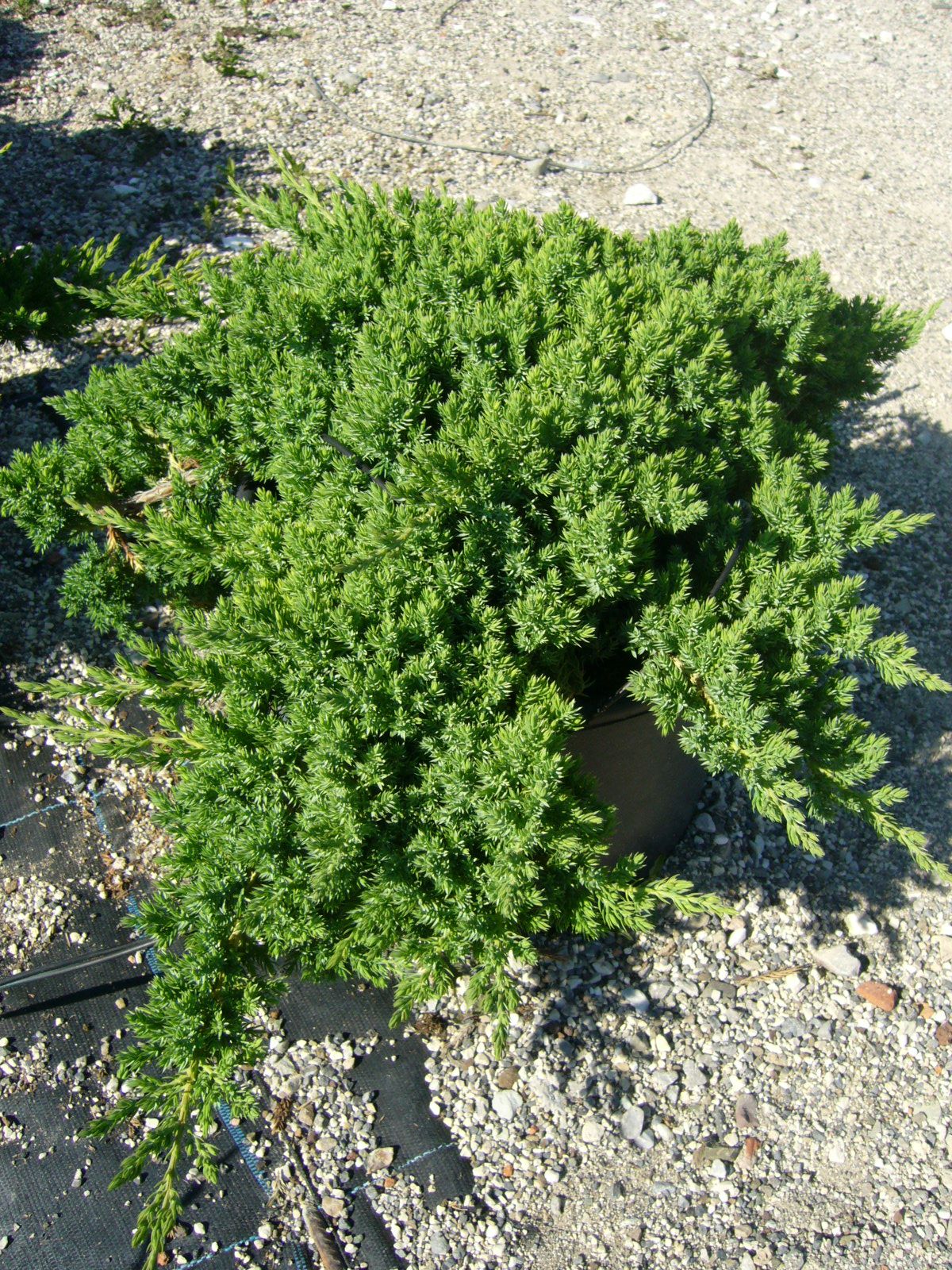 JUNIPERUS procumbens 'Nana'