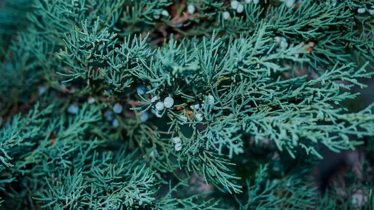 JUNIPERUS scopulorum 'Blue Arrow'