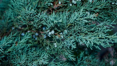 JUNIPERUS scopulorum 'Blue Arrow'
