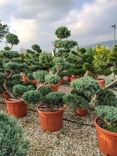 JUNIPERUS virginiana 'Grey Owl'