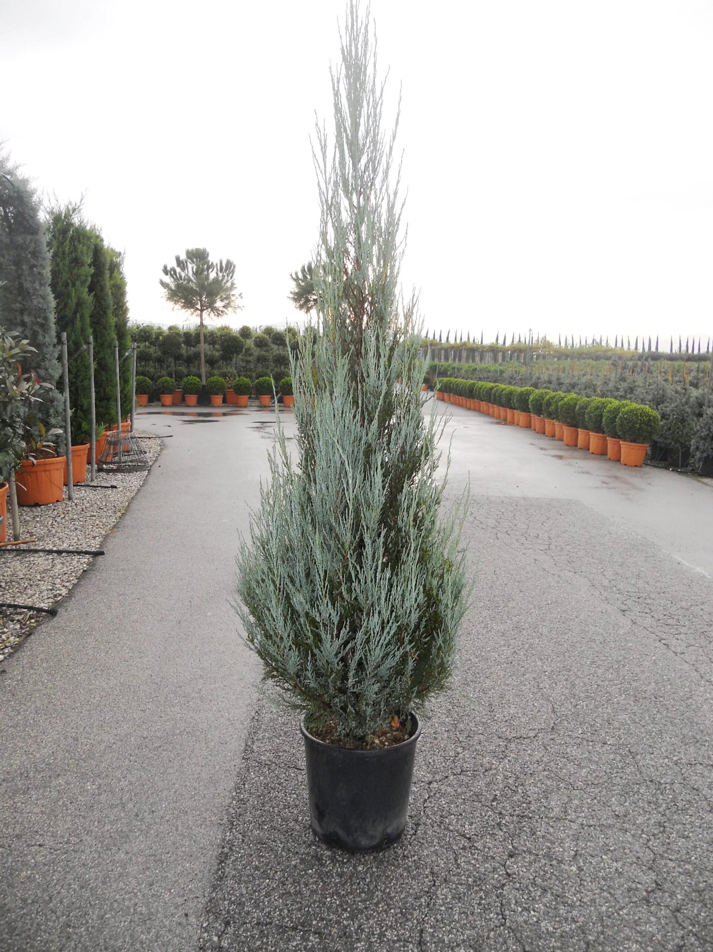 JUNIPERUS virginiana 'Skyrocket'