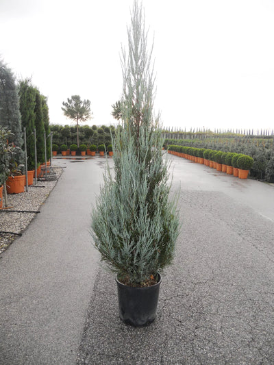 JUNIPERUS virginiana 'Skyrocket'