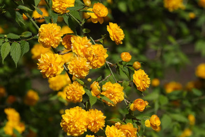 KERRIA japonica