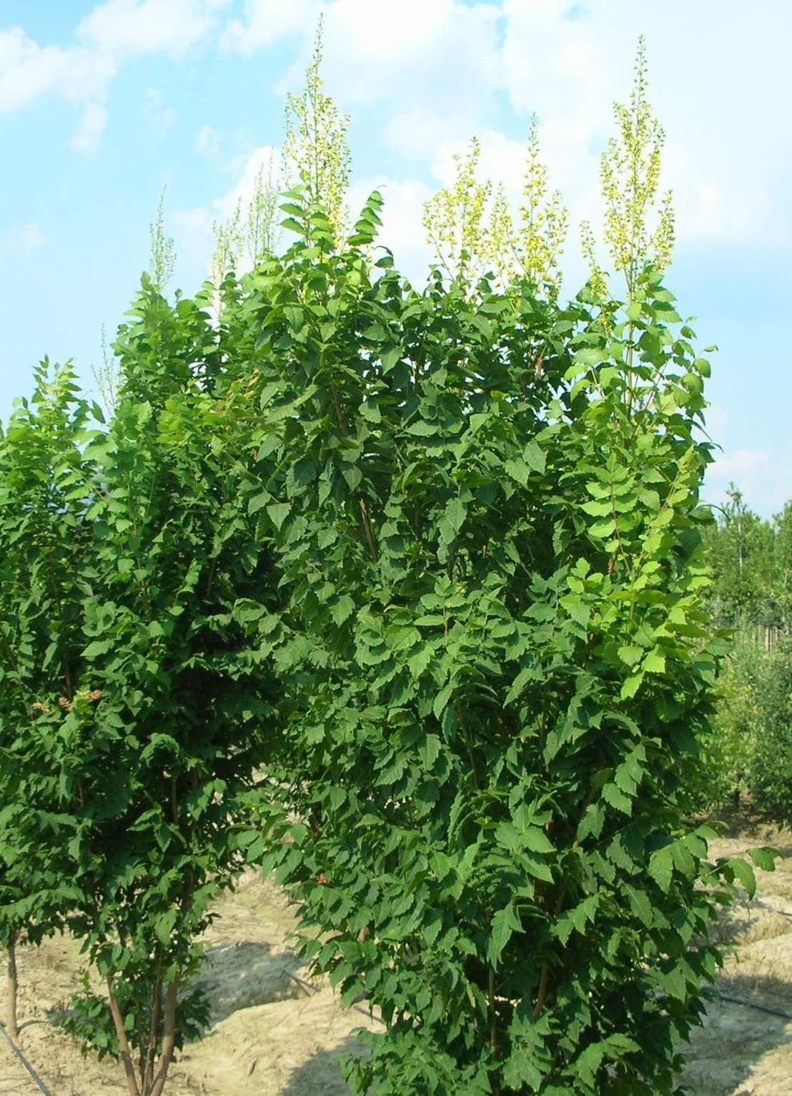 KOELREUTERIA paniculata 'Fastigiata'