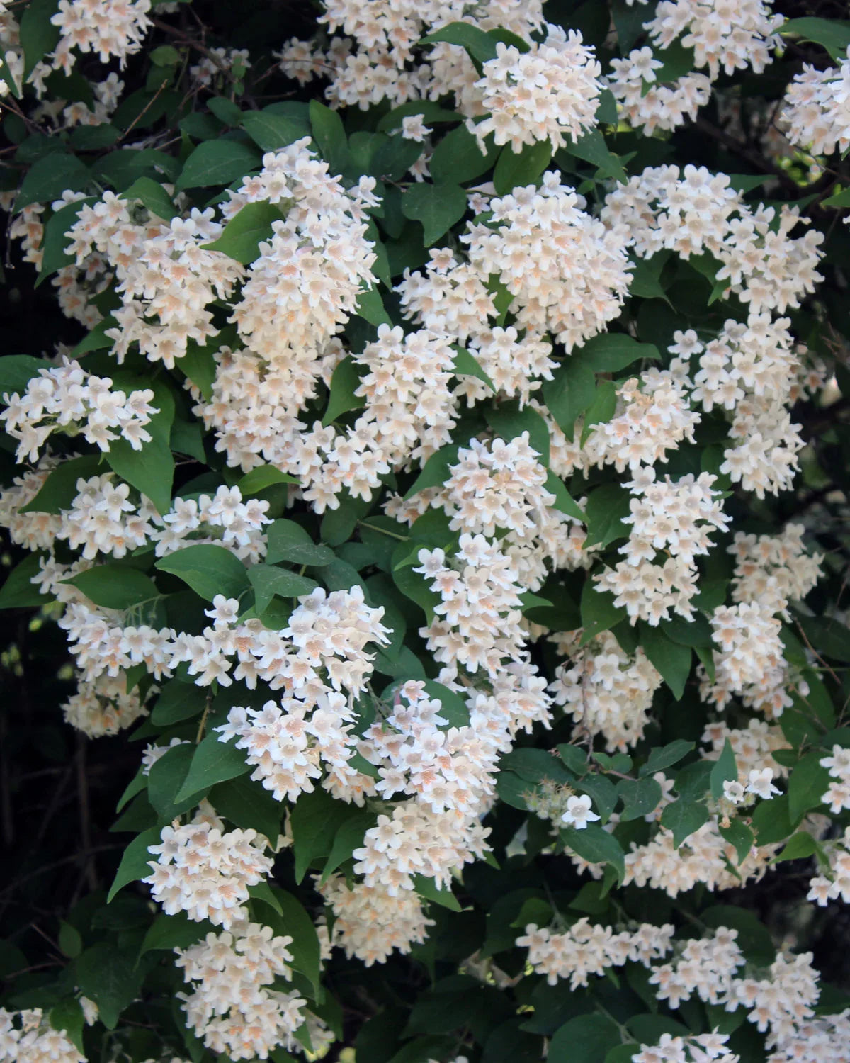 KOLKWITZIA amabilis 'Pink Cloud'