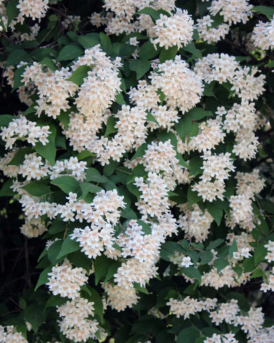 KOLKWITZIA amabilis 'Pink Cloud'