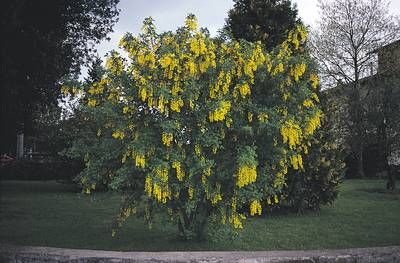 LABURNUM anagyroides
