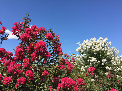 LAGERSTROEMIA indica 'Coccinea'
