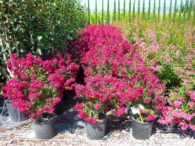 LAGERSTROEMIA x 'Durant Red'