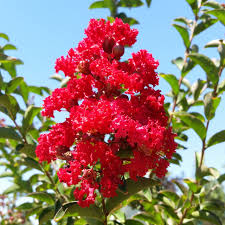 LAGERSTROEMIA x 'Dynamite'