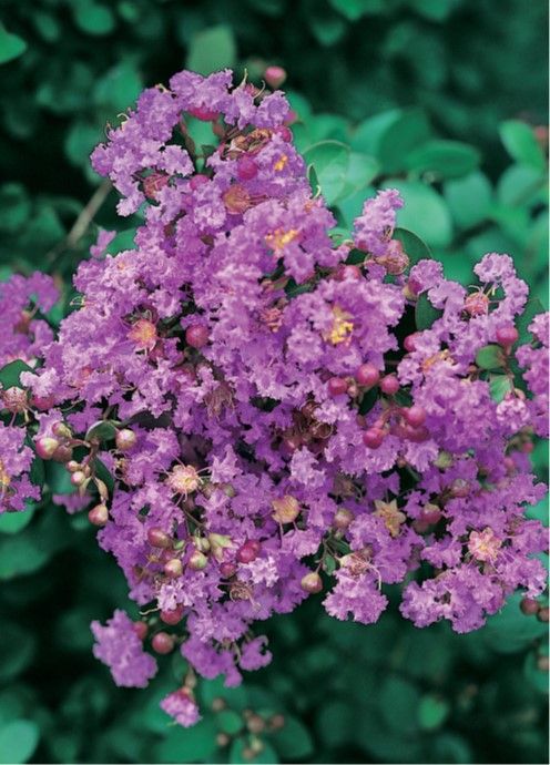 LAGERSTROEMIA indica 'Petite Orchid'