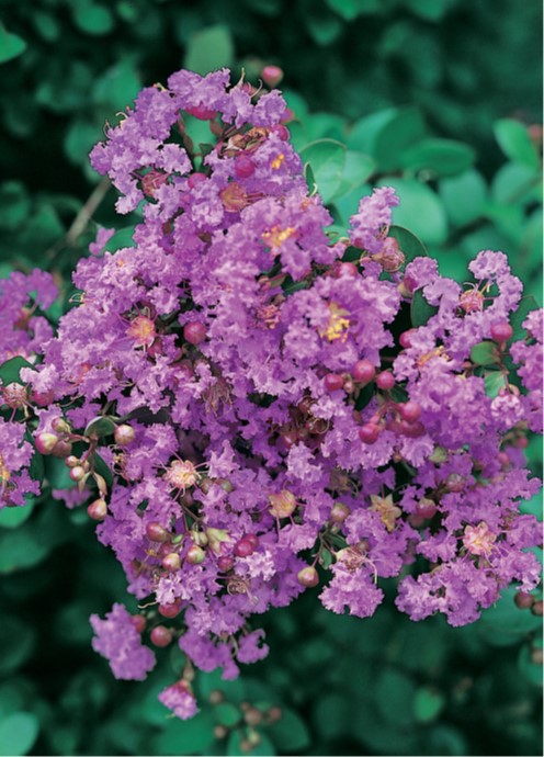 LAGERSTROEMIA indica 'Petite Orchid'