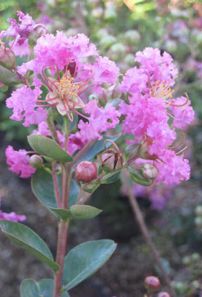 LAGERSTROEMIA indica 'Petite Pinkie'
