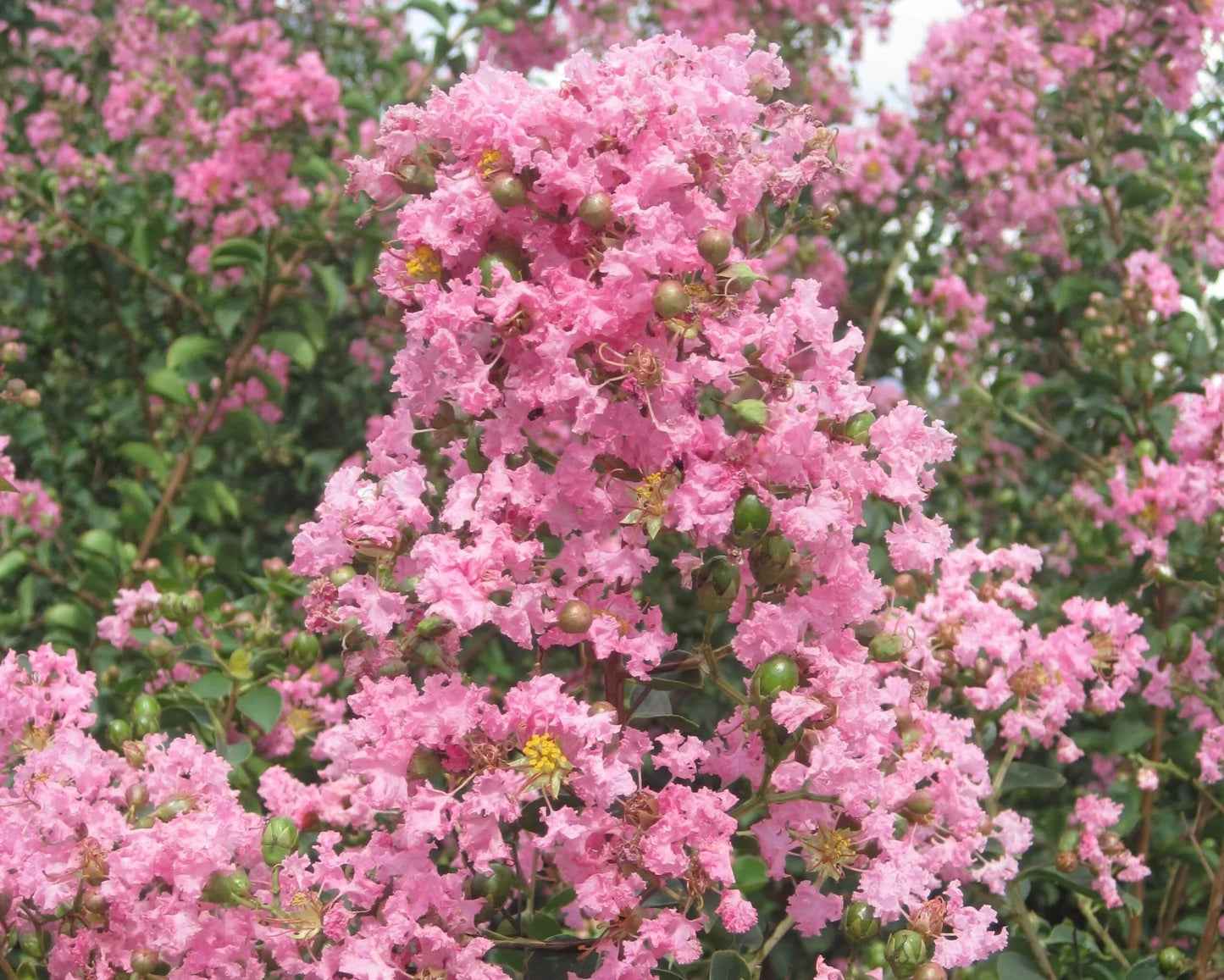 LAGERSTROEMIA indica 'Rosea Grassi' ®