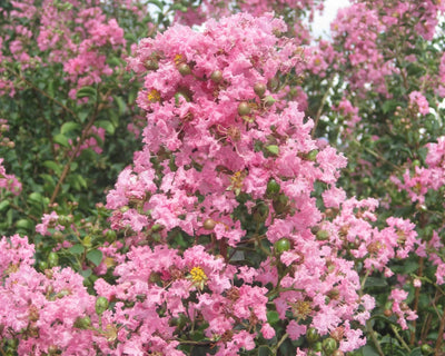 LAGERSTROEMIA indica 'Rosea Grassi' ®