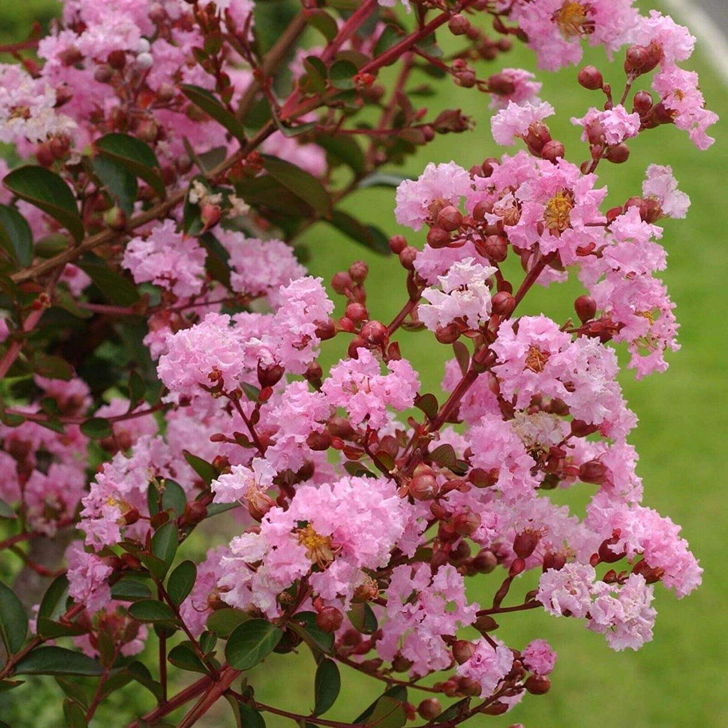 LAGERSTROEMIA indica 'Rosea Nova'