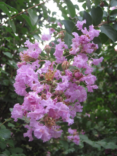 LAGERSTROEMIA indica 'Superviolacea'