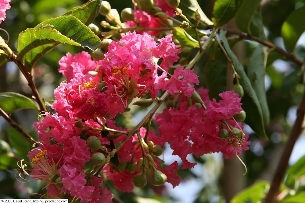 LAGERSTROEMIA x 'Tuskegee'