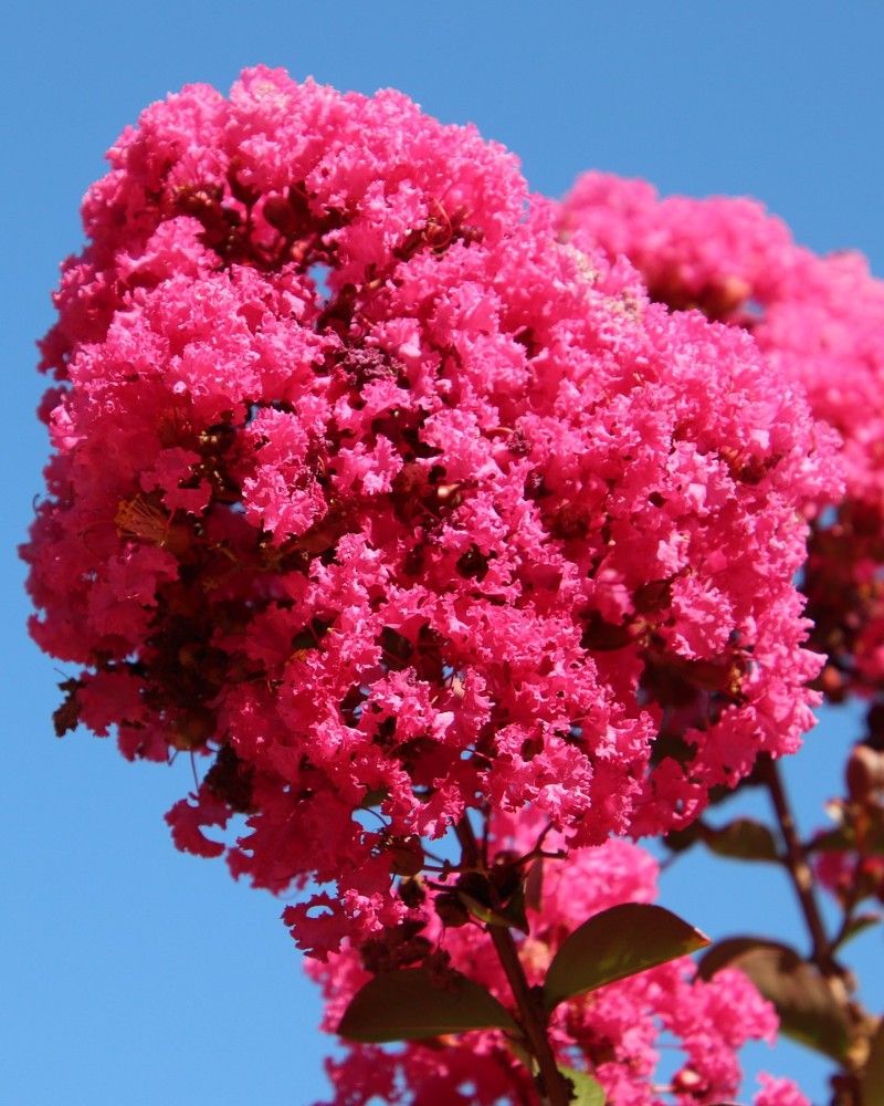 LAGERSTROEMIA indica 'Violacea'