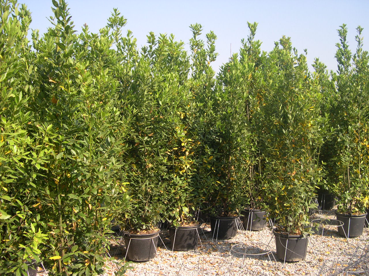 LAURUS nobilis