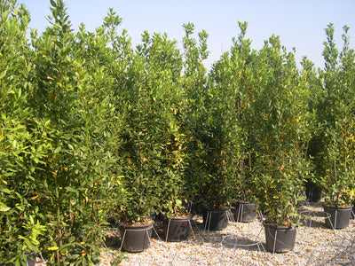 LAURUS nobilis