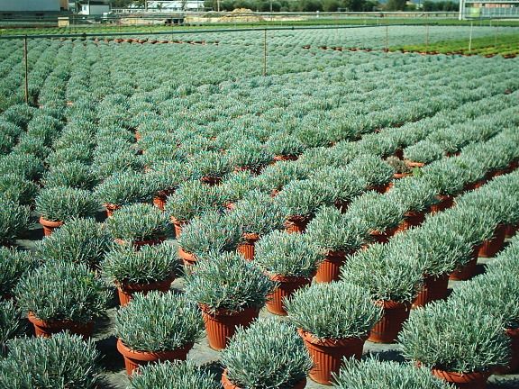 LAVANDULA angustifolia