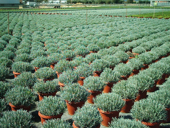 LAVANDULA angustifolia