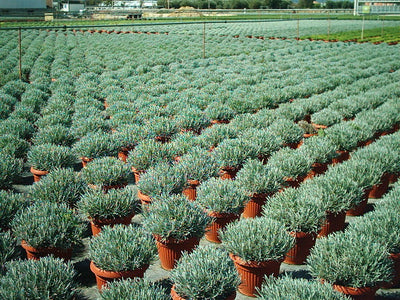 LAVANDULA angustifolia
