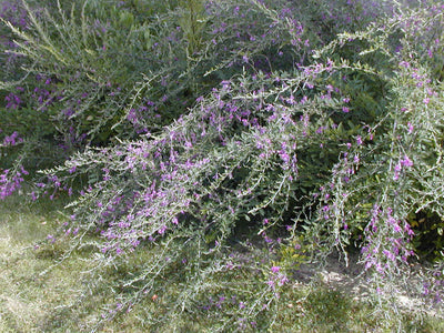 LESPEDEZA thunbergii