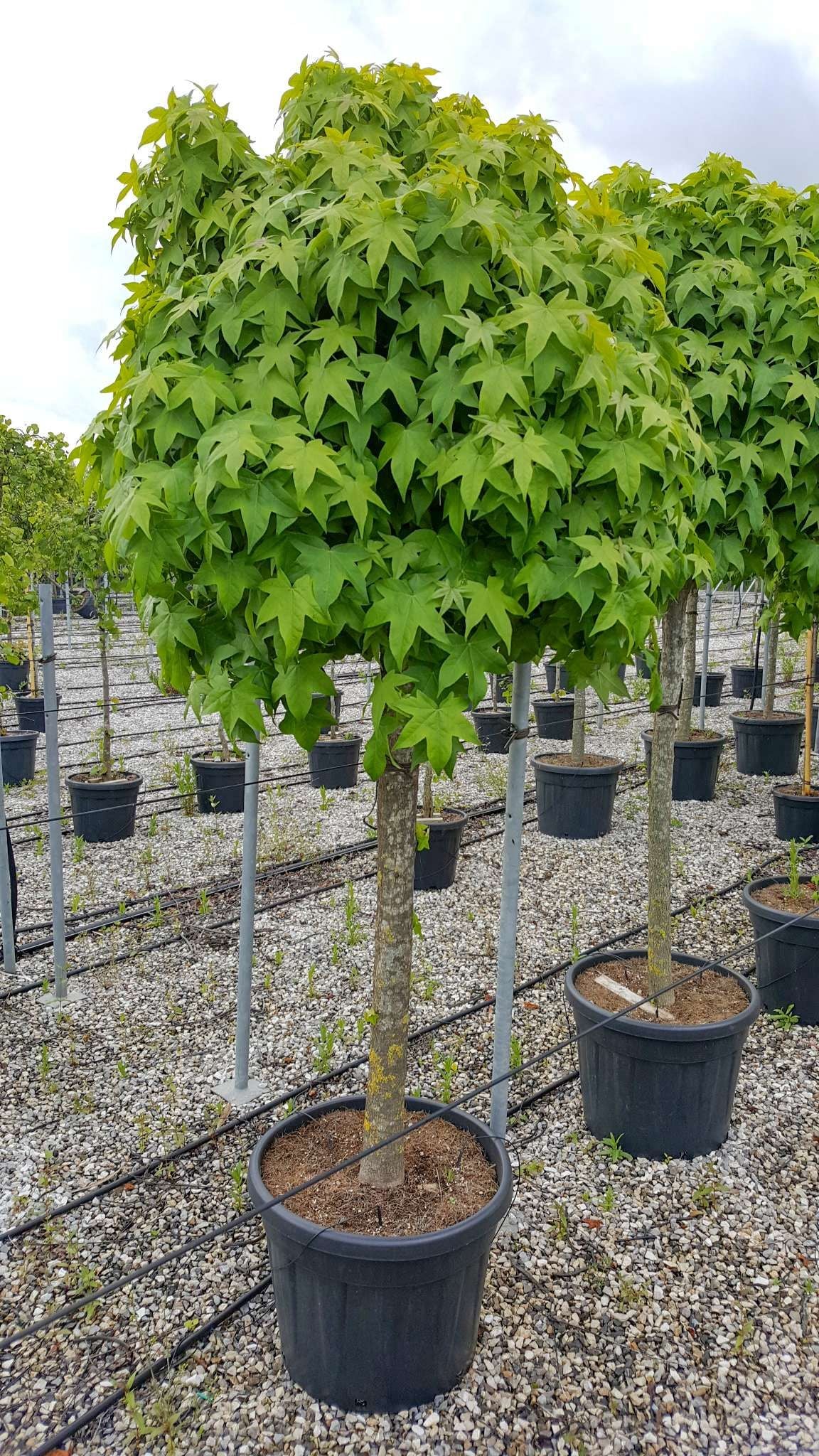 LIQUIDAMBAR styraciflua 'Gum Ball'