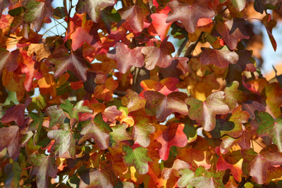 LIQUIDAMBAR styraciflua 'Rotundiloba'