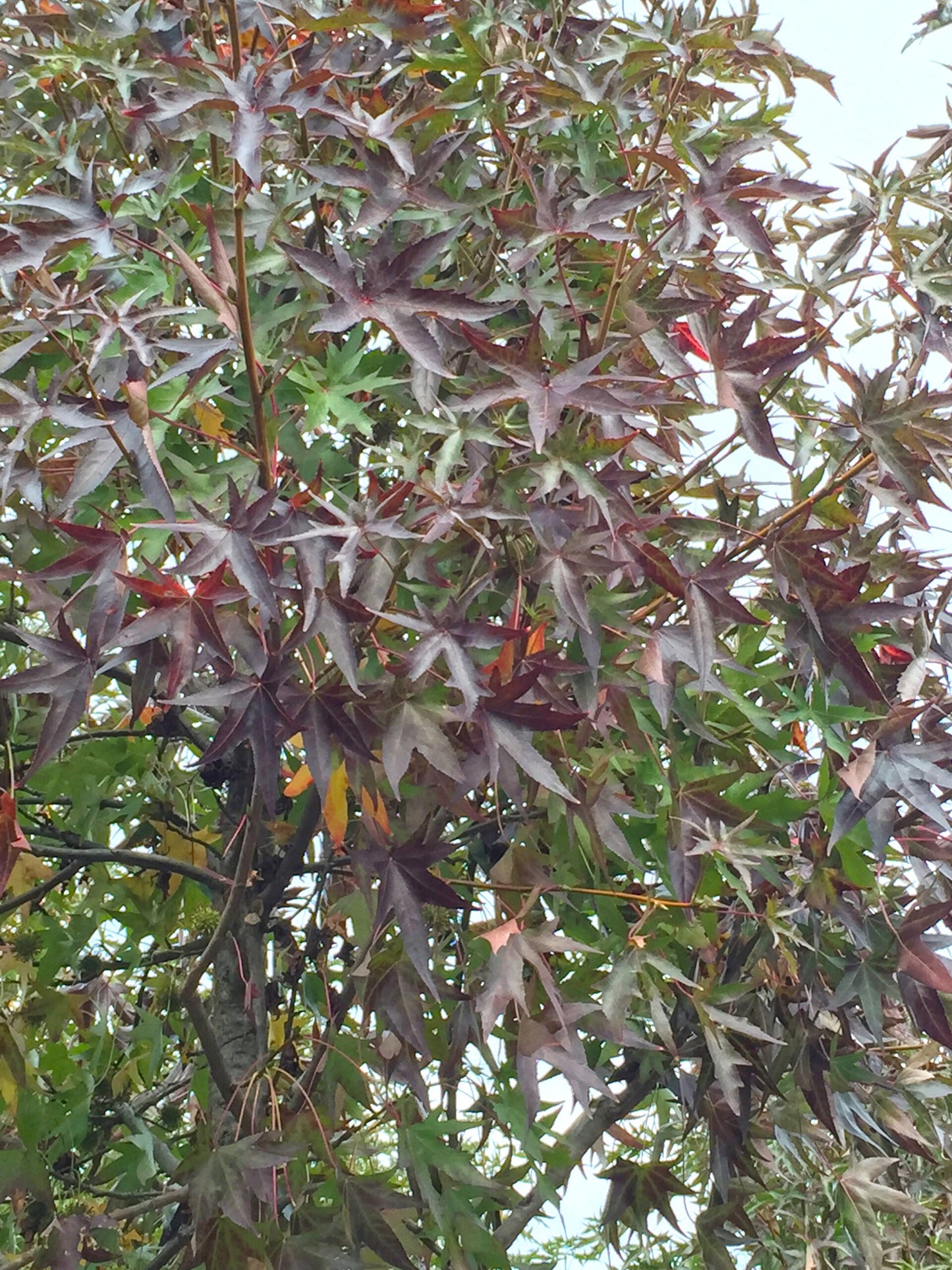 LIQUIDAMBAR styraciflua 'Red Star'