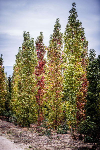 LIQUIDAMBAR styraciflua 'Slender Silhouette'