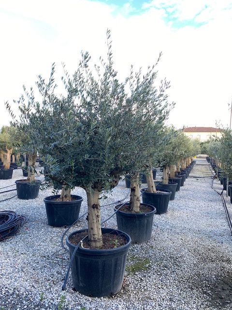 OLEA europaea 'Aglandaou'