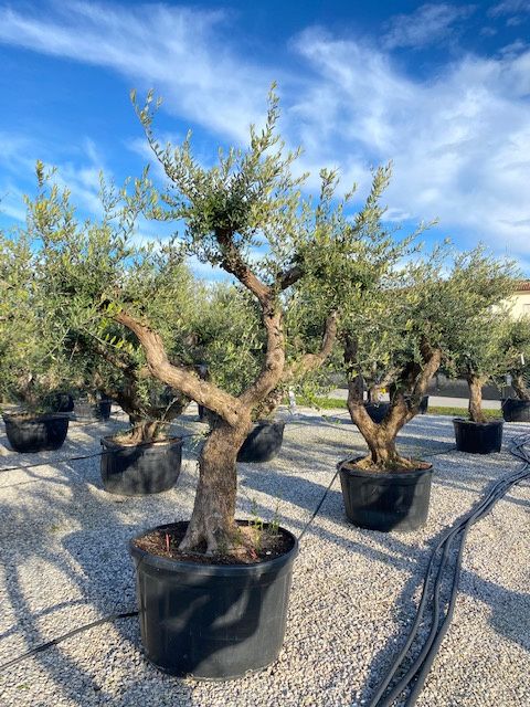 OLEA europaea 'Aglandaou'