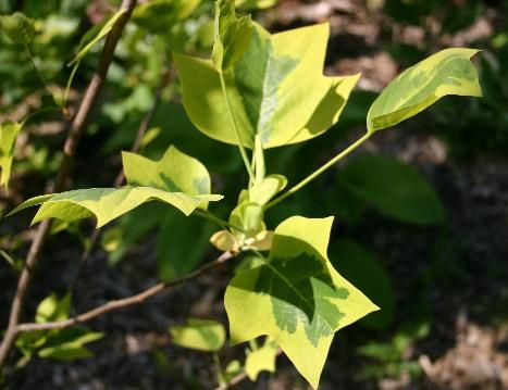 LIRIODENDRON tulipifera 'Auroemarginatum'