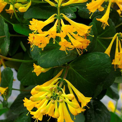 LONICERA x brownii 'Golden Trumpet' ®