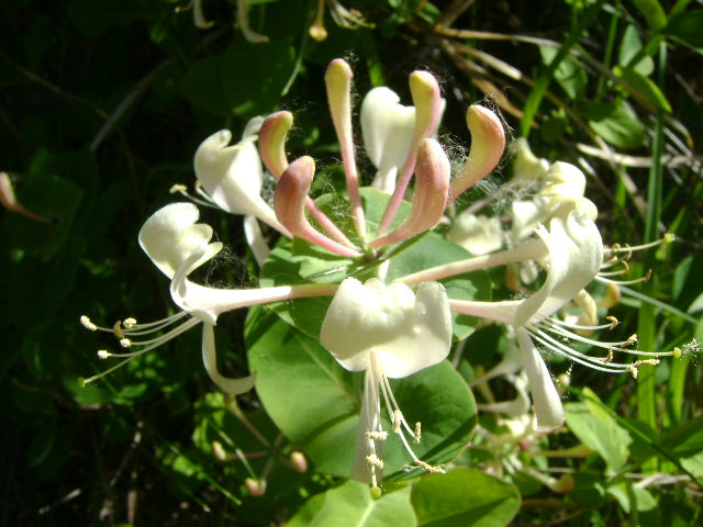 LONICERA caprifolium