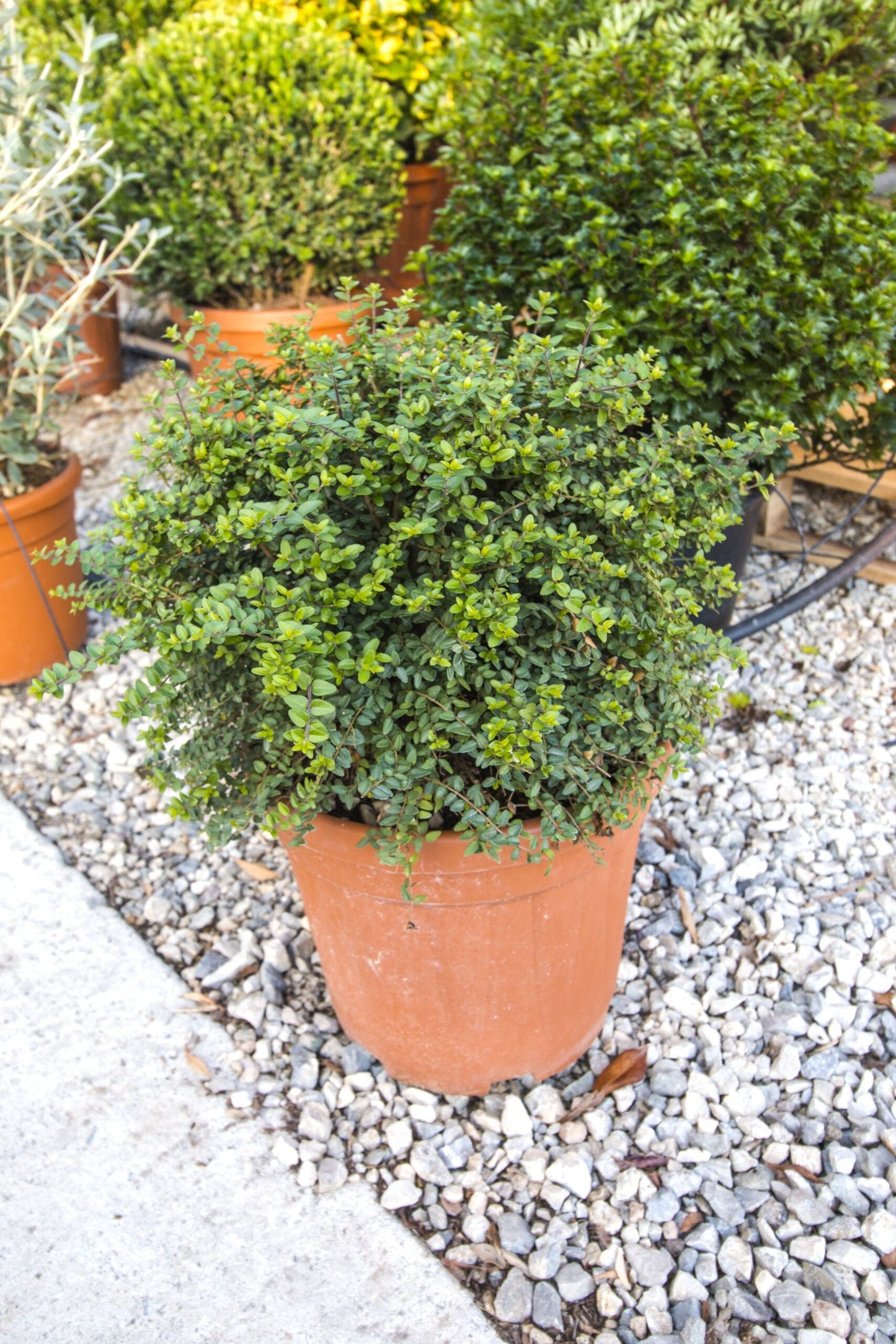 LONICERA nitida