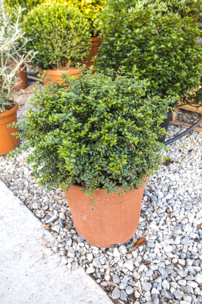 LONICERA nitida
