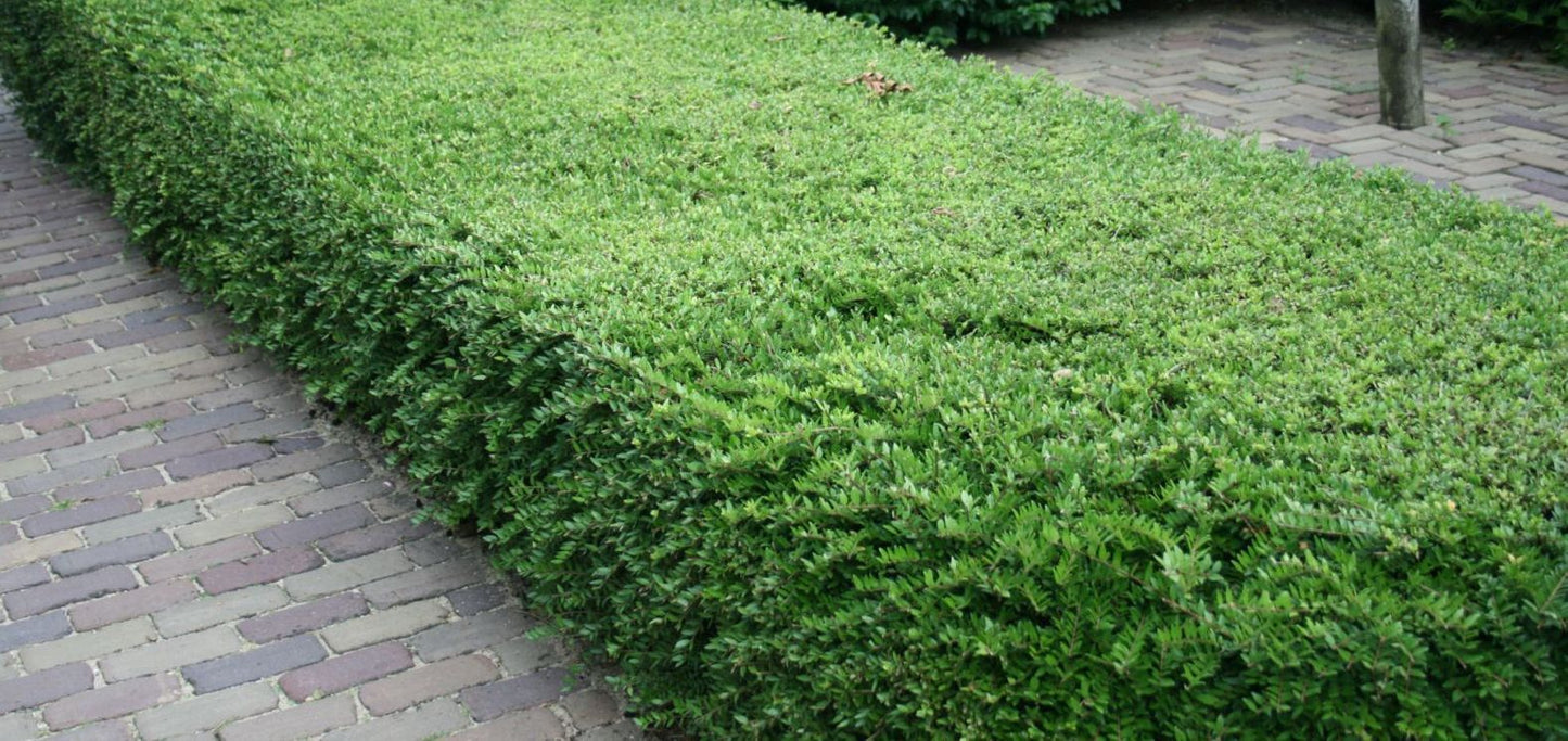 LONICERA nitida 'Maigrün'