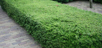 LONICERA nitida 'Maigrün'
