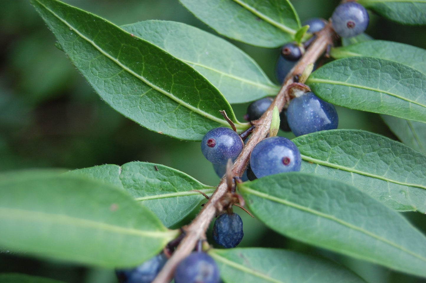 LONICERA pileata